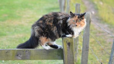 Cat spotted walk 4k wallpaper