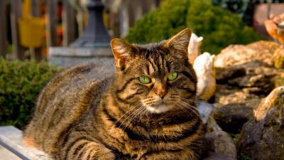 Cat striped thick shadow 4k wallpaper