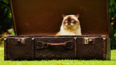 Cat suitcase antiques 4k wallpaper
