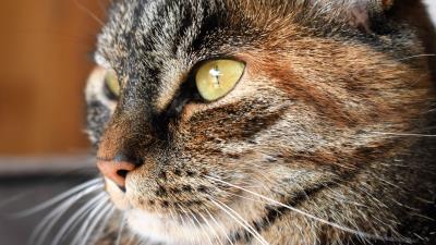 Cat tabby face whiskers nose 4k wallpaper