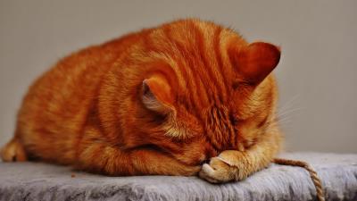 Cat tabby lying 4k wallpaper