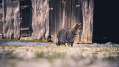 Cat tabby walk image 4k wallpaper