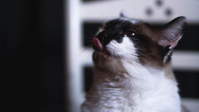 Cat tongue protruding funny 4k wallpaper