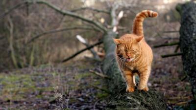 Cat walk log mos 4k wallpaper