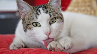 Cat wash face spotted 4k wallpaper