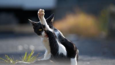 Cat wash paw cool 4k wallpaper