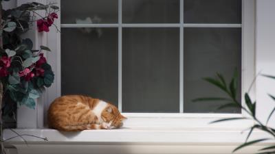 Cat window sill sleep 4k wallpaper