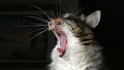 Cat yawn fluffy 4k wallpaper
