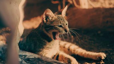 Cat yawn tongue protruding 4k wallpaper