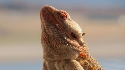 Central bearded dragon lizard reptile 4k wallpaper