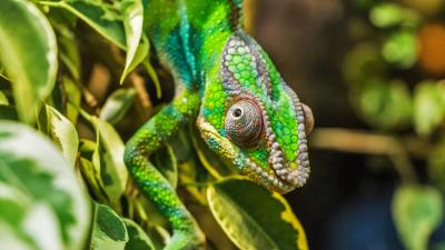 Chameleon color camouflage reptile 4k wallpaper