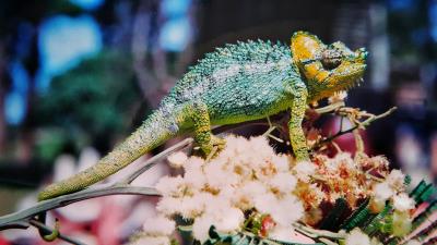 Chameleon colorful reptile 4k wallpaper