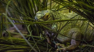 Chameleon grass animal 4k wallpaper