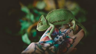 Chameleon lizard reptile image 4k wallpaper