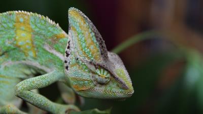 Chameleon reptile color 4k wallpaper
