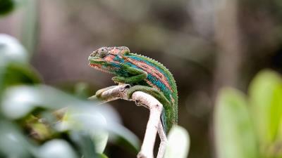 Chameleon reptile cute 4k wallpaper
