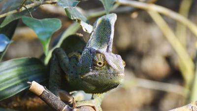 Chameleon reptile lizard 4k wallpaper