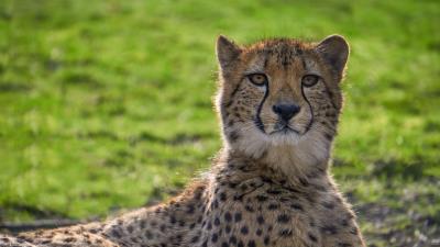 Cheetah big cat face 4k wallpaper