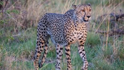 Cheetah big cat glance predator 4k wallpaper