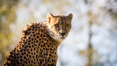 Cheetah big cat hd 4k wallpaper