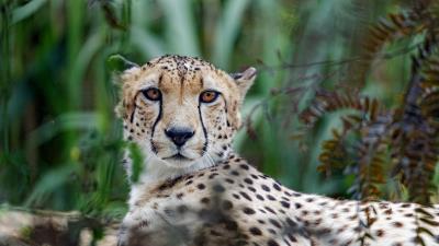 Cheetah big cat muzzle 4k wallpaper