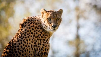 Cheetah predator big cat spotted 4k wallpaper