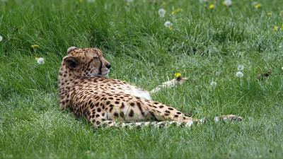 Cheetah predator grass lies 4k wallpaper