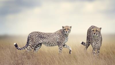Cheetah wildlife hd 4k wallpaper