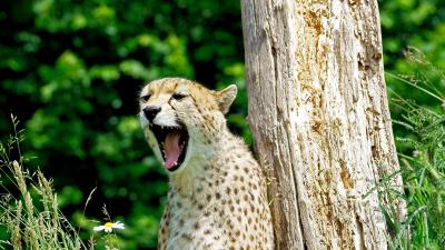 Cheetah yawn predator 4k wallpaper