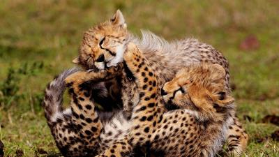 Cheetahs cubs play spotte 4k wallpaper