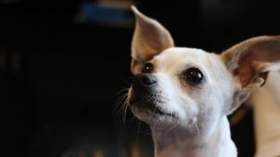 Chihuahua dog muzzle 4k wallpaper