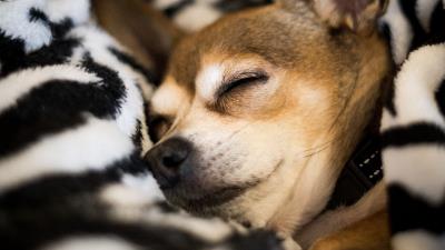 Chihuahua dog sleep 4k wallpaper