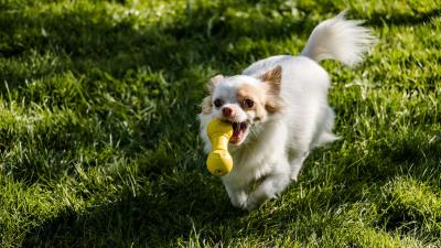 Chihuahua dog toy grass walk 4k wallpaper