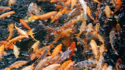 Chinese carp carp fish 4k wallpaper