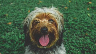 Chinese imperial dog dog muzzle protruding tongue 4k wallpaper