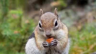 Chipmunk rodent animal 4k wallpaper