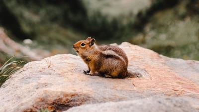 Chipmunk rodent fluffy 4k wallpaper
