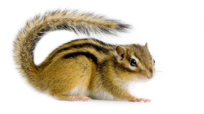 Chipmunk white background animal 4k wallpaper