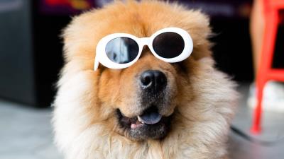 Chow chow dog muzzle glasses cool 4k wallpaper