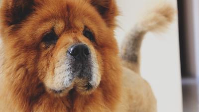 Chow chow dog muzzle 4k wallpaper