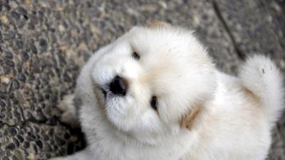 Chow chow puppy baby light 4k wallpaper