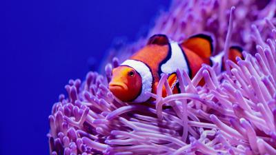 Clown fish fish corals 4k wallpaper