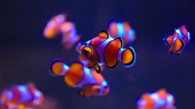 Clownfish sea life aquarium deep blue auckland 4k wallpaper