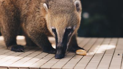 Coati nasua muzzle animal 4k wallpaper