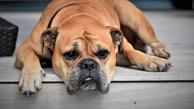 Continental bulldog dog muzzle lies 4k wallpaper