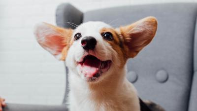 Corgi pet dog 4k wallpaper
