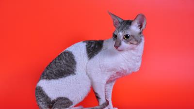 Cornish rex cat kinky spotted 4k wallpaper