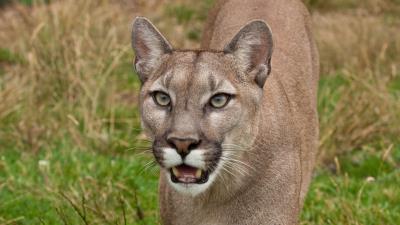 Cougar face teet 4k wallpaper