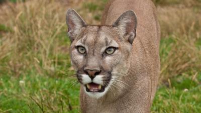 Cougar face teeth 4k wallpaper