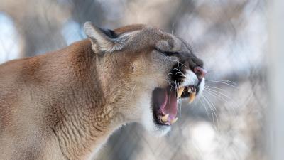 Cougar grin roar 4k wallpaper